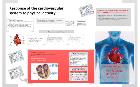 Response of the cardiovascular system to physical activity by Abbie ...