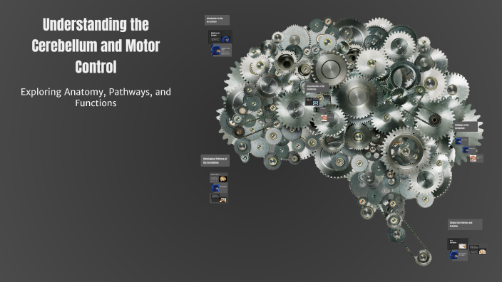 Understanding the Cerebellum and Motor Control by Aniket Deshmukh on Prezi
