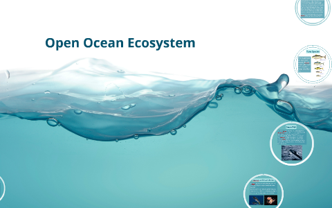 Open Ocean Ecosystem by Sebastian Sanchez