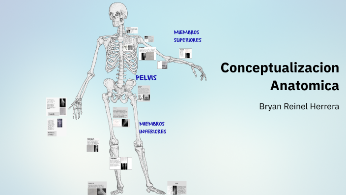 Conceptualization of Anatomy by bryan reinel herrera on Prezi