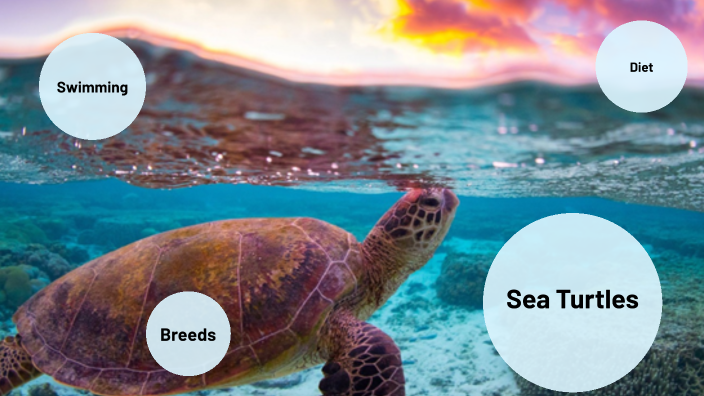 Sea Turtles by CHLOE MOTEN on Prezi