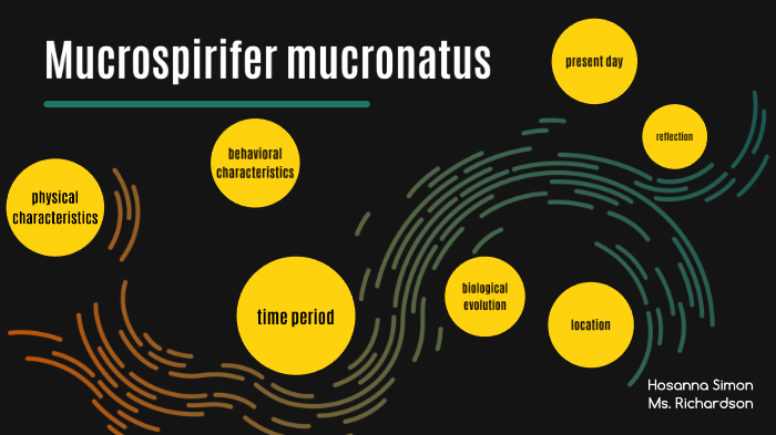 Mucrospirifer mucronatus by Hosanna Simon on Prezi