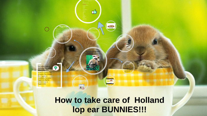 taking care of holland lop bunnies