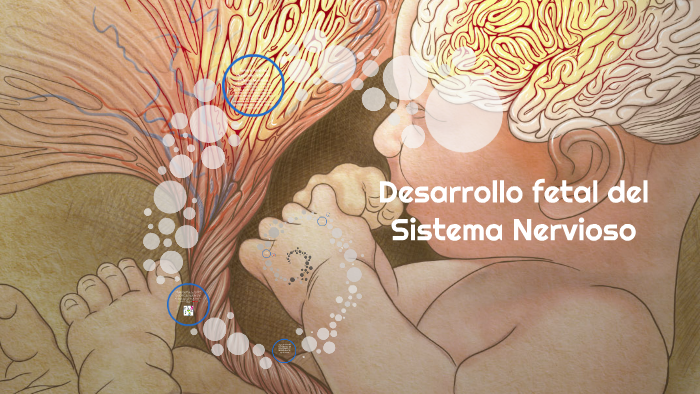 Desarrollo Fetal Del Sistema Nervioso By Aramis T Tziquiná On Prezi 8813