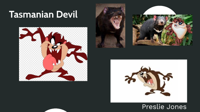 Tasmanian devil by Preslie Jones on Prezi