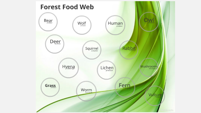 Forest Food Web by Maggie Orta