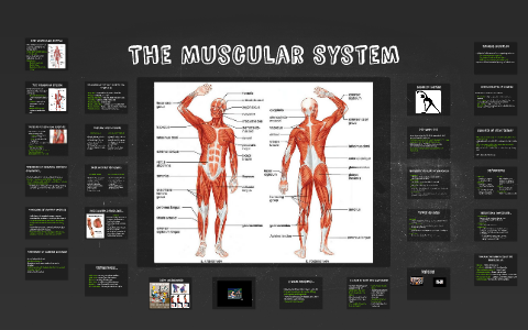 muscular system presentation prezi