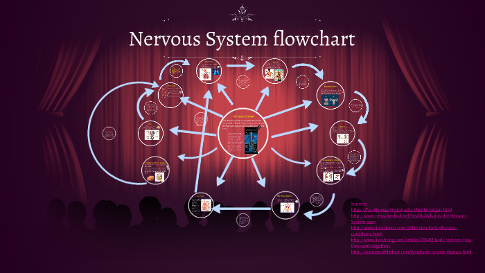 Nervous System flowchart by christina dunn