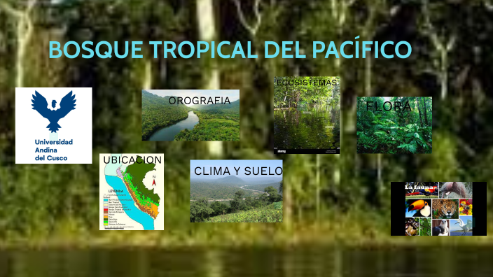 BOSQUE TROPICAL DEL PASIFICO by edgar escobar lopez on Prezi