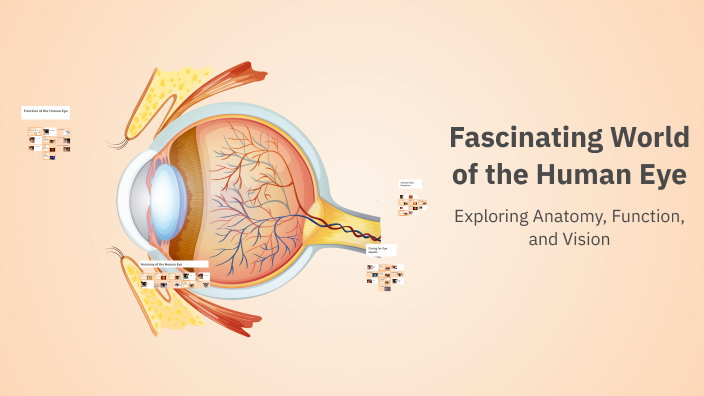 Fascinating World of the Human Eye by Prisha Bhimani on Prezi
