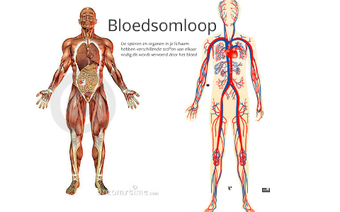 Bloedstelsel klas 2 by jorg vos on Prezi