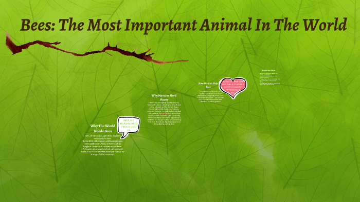 why-bees-are-the-most-important-animal-in-the-world-by-catie-leigh