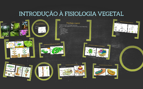 Introdução à Fisiologia Vegetal By Daniela Paiva On Prezi