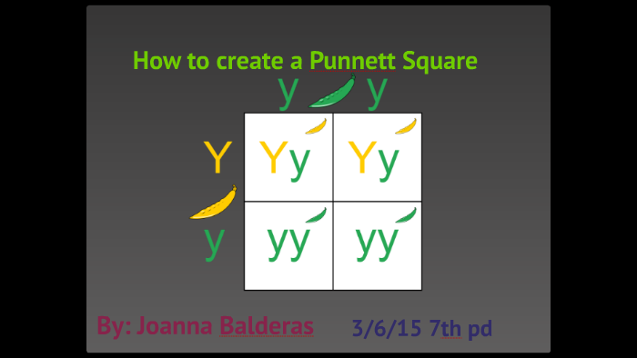 how-to-create-a-punnett-square-by-joanna-balderas