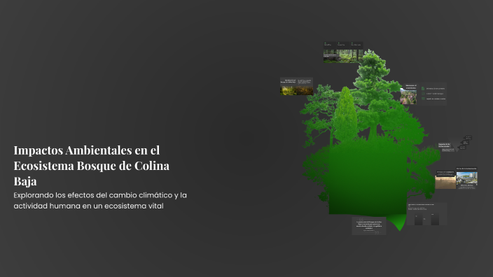 Impactos Ambientales en el Ecosistema Bosque de Colina Baja by JAVIER ...