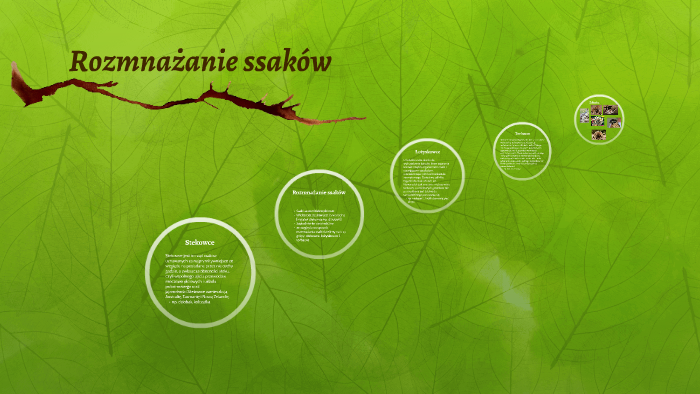 Rozmna anie Ssak w By Maja Ma gorzata On Prezi rozmna-anie-ssak-w-by-maja-ma-gorzata-on-prezi