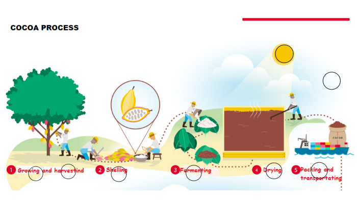 Cocoa Process by Marce Forero Aldana on Prezi