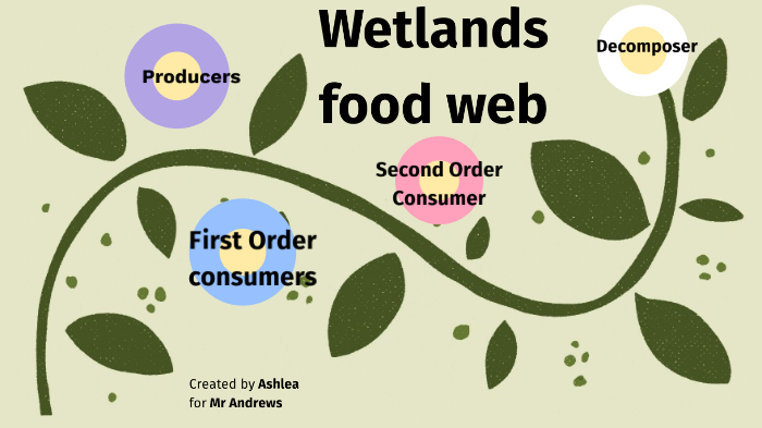 second-order-consumer-what-do-second-order-consumers-feed-upon