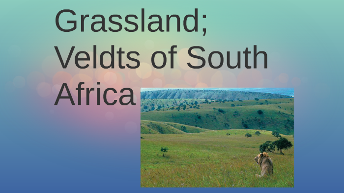 Grassland; The veldts of South Africa by Kaleigh Harper on Prezi