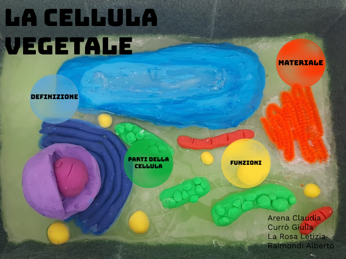La cellula vegetale by Alessia Arena on Prezi