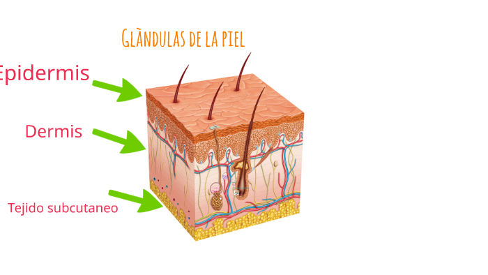 GLÀNDULAS DE LA PEL by Dulce Bibian on Prezi