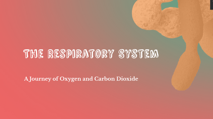 The Respiratory System Explained by Sophia Zaman on Prezi