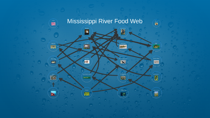 Mississippi River Food Web by Brian Kirwan on Prezi