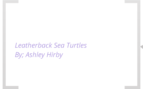 Leatherback Sea Turtles by ashley hirby on Prezi