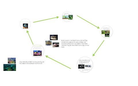 the carbon cycle by samantha martinez on Prezi