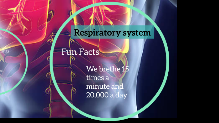 Respiratory system by Ryan Van on Prezi
