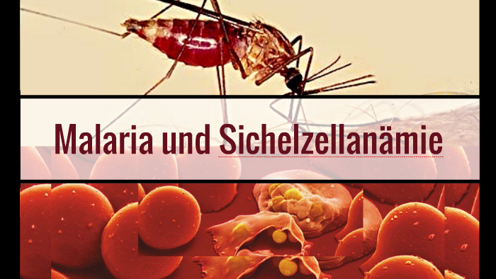 Malaria und Sichelzellanämie by Thao Quynh Ninh on Prezi Next