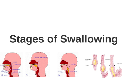 Stages of Swallowing by Jo Elson Dapat on Prezi