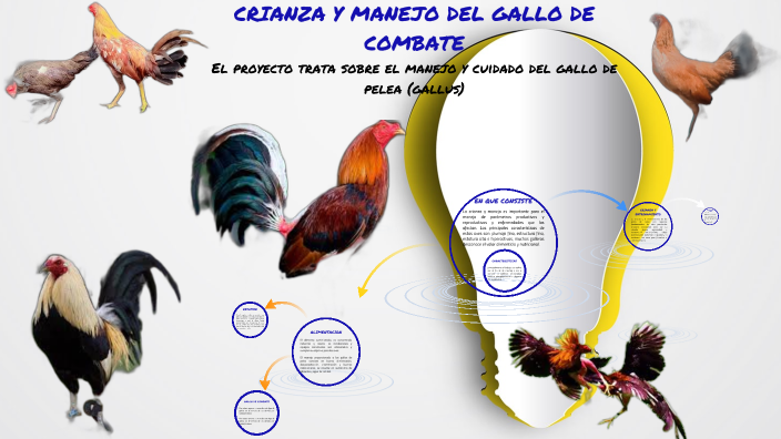 Crianza Y Manejo De Gallos De Combate By Erika Puma On Prezi