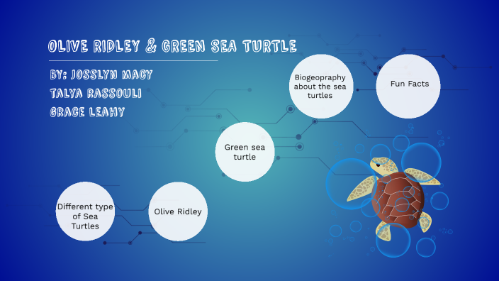 Sea Turtle Presentaion by Josslyn Macy on Prezi