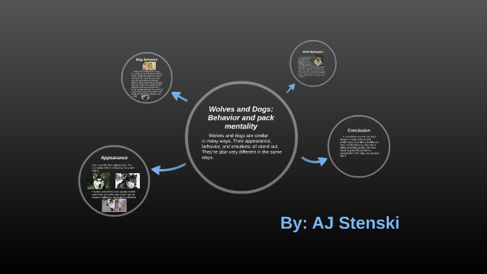 Wolves And Dogs Behavior And Pack Mentality By Aj Stenski