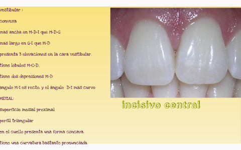 caracteristicas de todos los dientes by angie penagos mejia