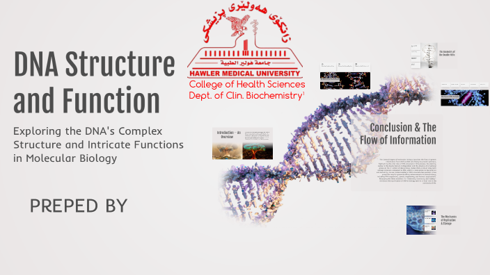 DNA Structure and Function by Dahen Nawzad on Prezi