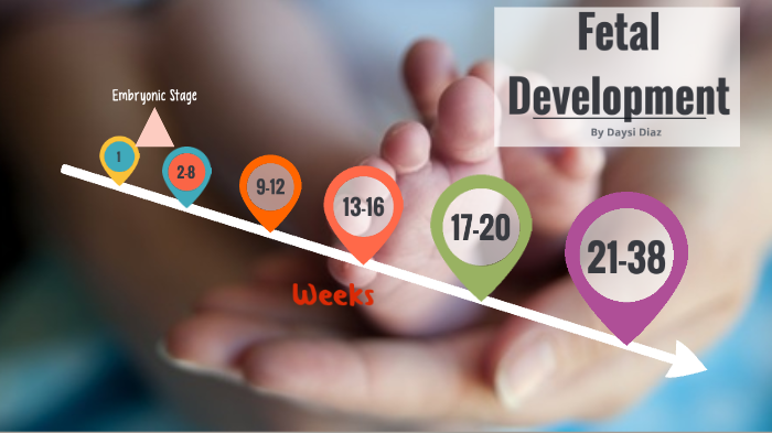 Fetal Development by Daysi Diaz on Prezi
