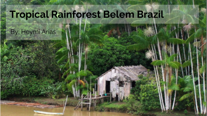 Tropical Rainforest Belem Brazil by heymi arias on Prezi