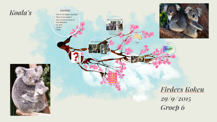 hoe ziet een koala eruit by firdevs kokcu on Prezi