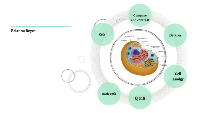 Cell structure and functions by Brianna Reyes on Prezi