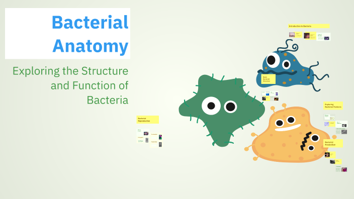 Bacterial Anatomy by Harshita on Prezi