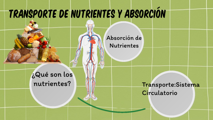 Transporte y absorción de nutrientes by ANGHELY ARLET FARFAN URQUIZO on