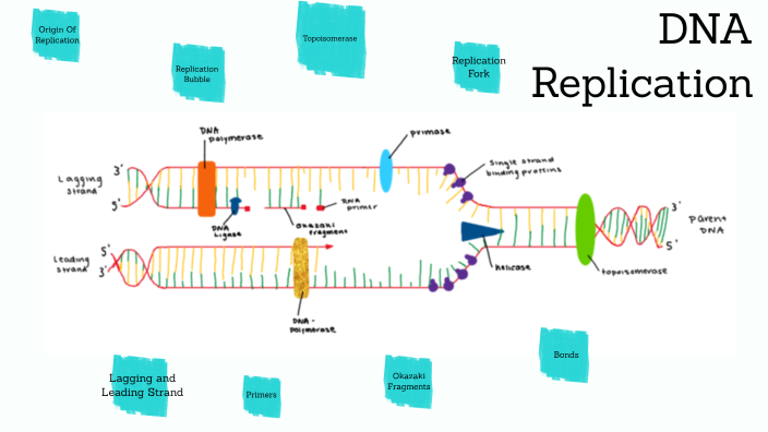 DNA replication by carli bogle on Prezi