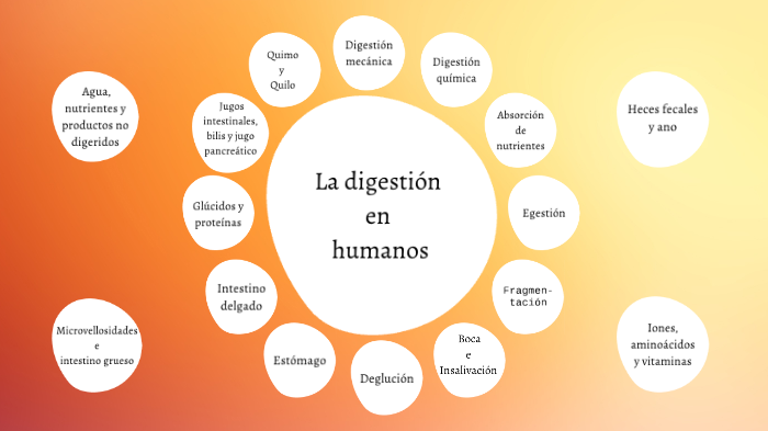 Mapa Conceptual De La Digestión En Humanos By Miriam Álvarez Molluna On