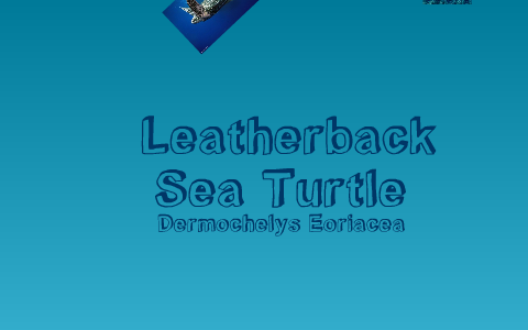 Leather back sea turtles by emily lugay on Prezi