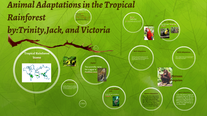 Animal Adaptations in the Tropical Rainforest by Trinity Vo