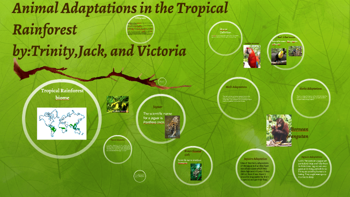 animal-adaptations-in-the-tropical-rainforest-by-trinity-vo-on-prezi