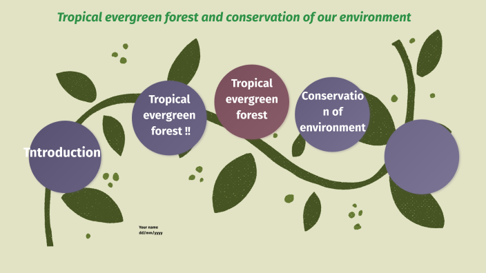 Tropical evergreen forest by Varsha Ashwin on Prezi