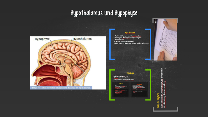 Hypothalamus Und Hypophyse By Florian Affolter On Prezi Next